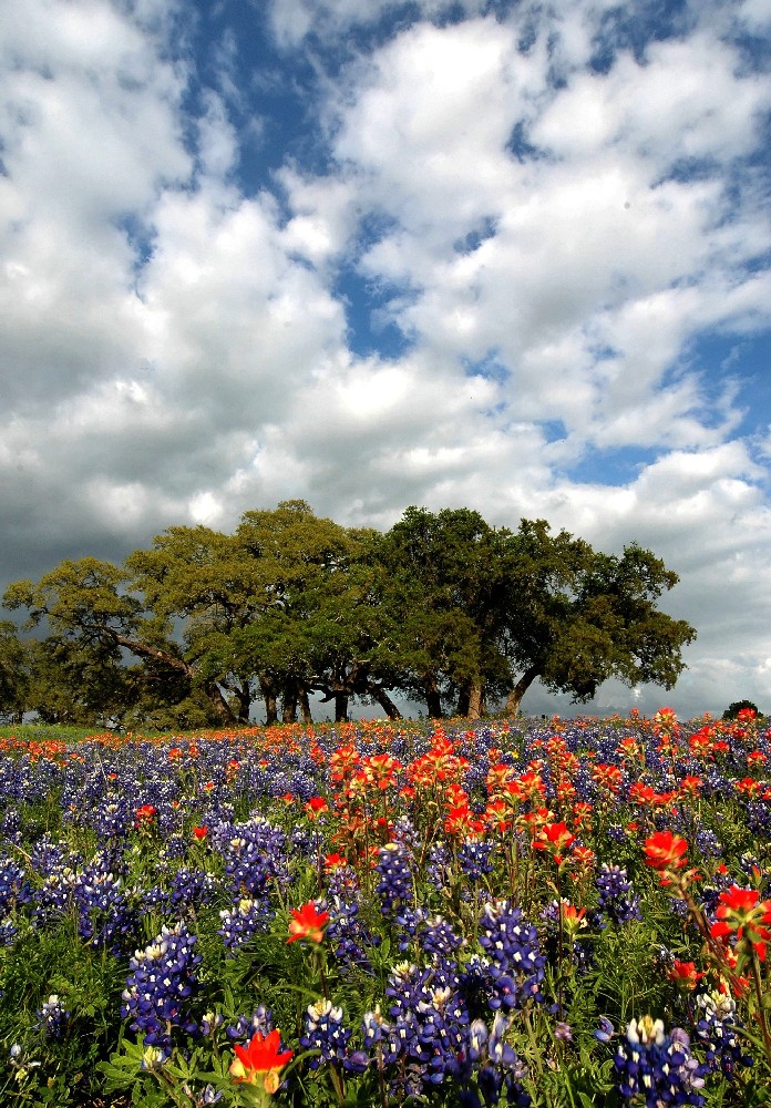 TEXAS WILDFLOWERS IN A FIELD WITH OAK TREES IN THE DISTANCE